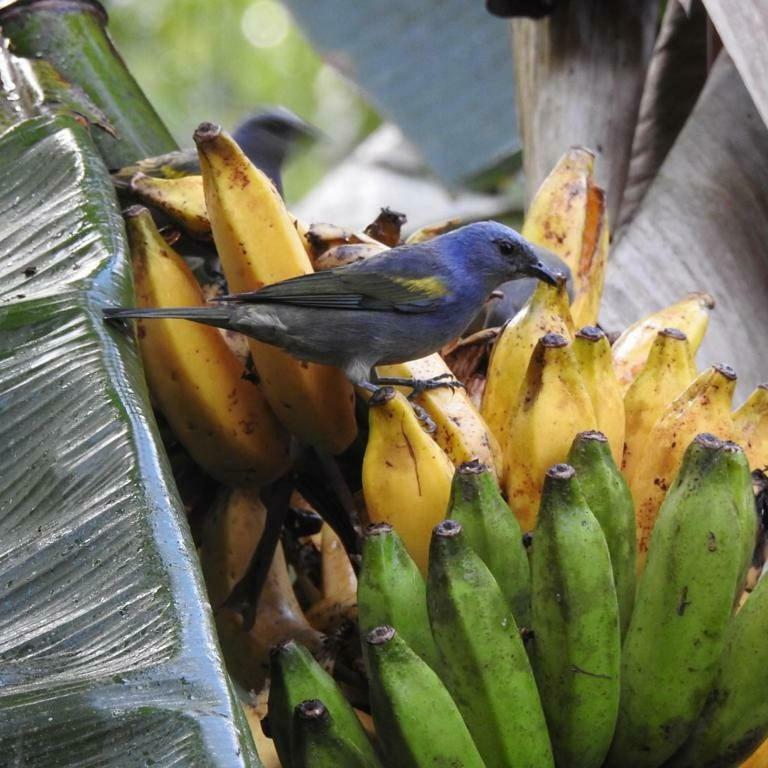 Chale Rio Dos Meros Villa Araquari Eksteriør bilde
