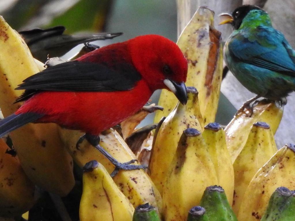 Chale Rio Dos Meros Villa Araquari Eksteriør bilde